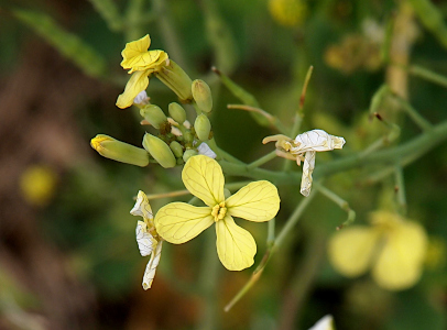 [A close view of one fully opened yellow flower with its four petals with green veins in them. The center has yellow stubs. On opposite sides of it are two white-petaled flowers with crumpled petals. There are green buds above it as well as one yellow-crumpled-petaled flower.]